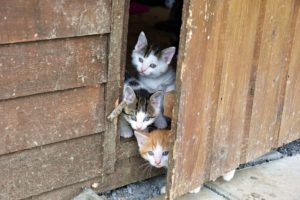 trzy koty bezdomne na wsi
