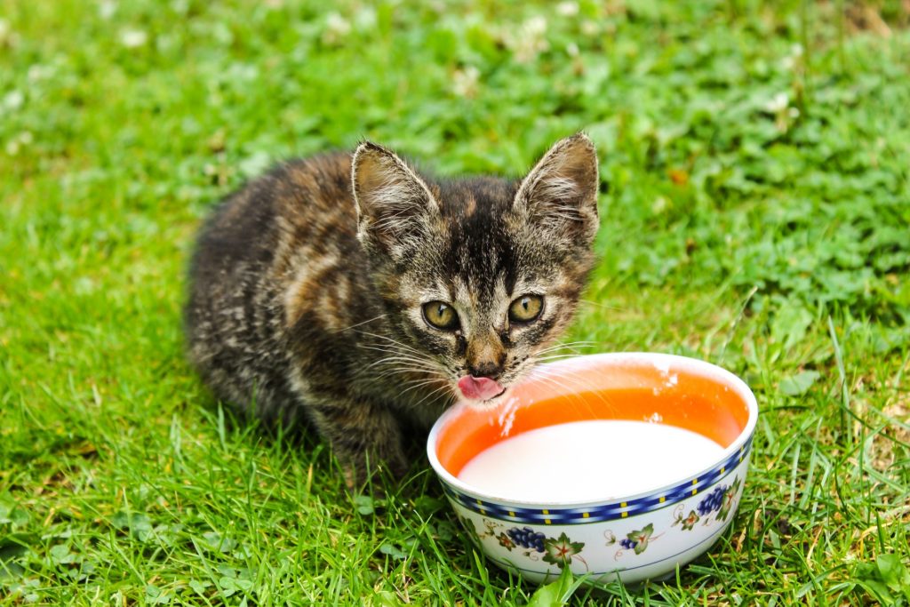 mały kot pije mleko